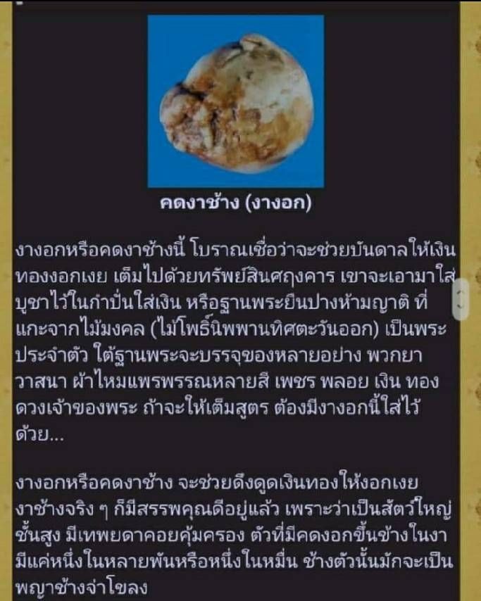 คดงาช้าง(งอกในโพรงงาช้าง) #ของแท้แน่นอน #ผ่านการแช่น้ำมันชาตรีแล้ว (ของทนสิทธิ์) - ของส่วนองค์ หลวงพ่อเล็ก วัดท่าขนุน