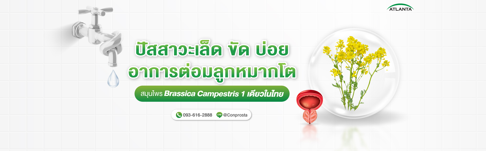 คอนโพรสต้า สมุนไพรธรรมชาติ ฉี่บ่อย ฉี่เล็ด ฉี่ขัด อาการต่อมลูกหมากโต