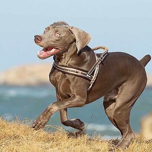 C143 TRUELOVE TH Pet Harness: ปลอกคอรัดอกสุนัข (ใส่ง่ายถอดง่าย) ป้องกันอันตรายจากการกระชาก