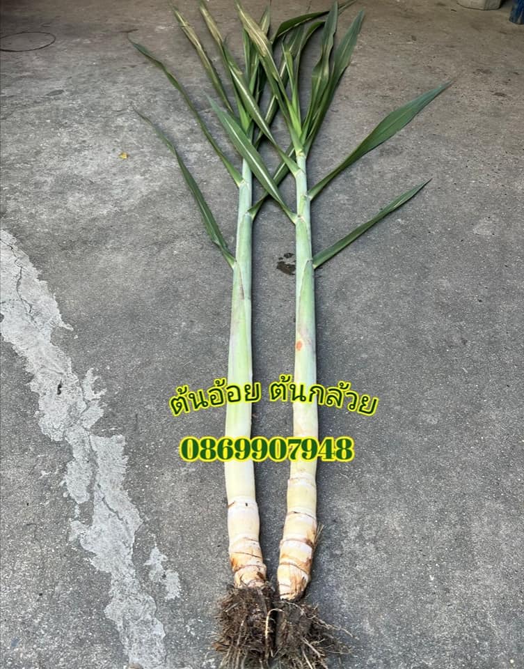 ต้นอ้อยพิธี (บวงสรวง)