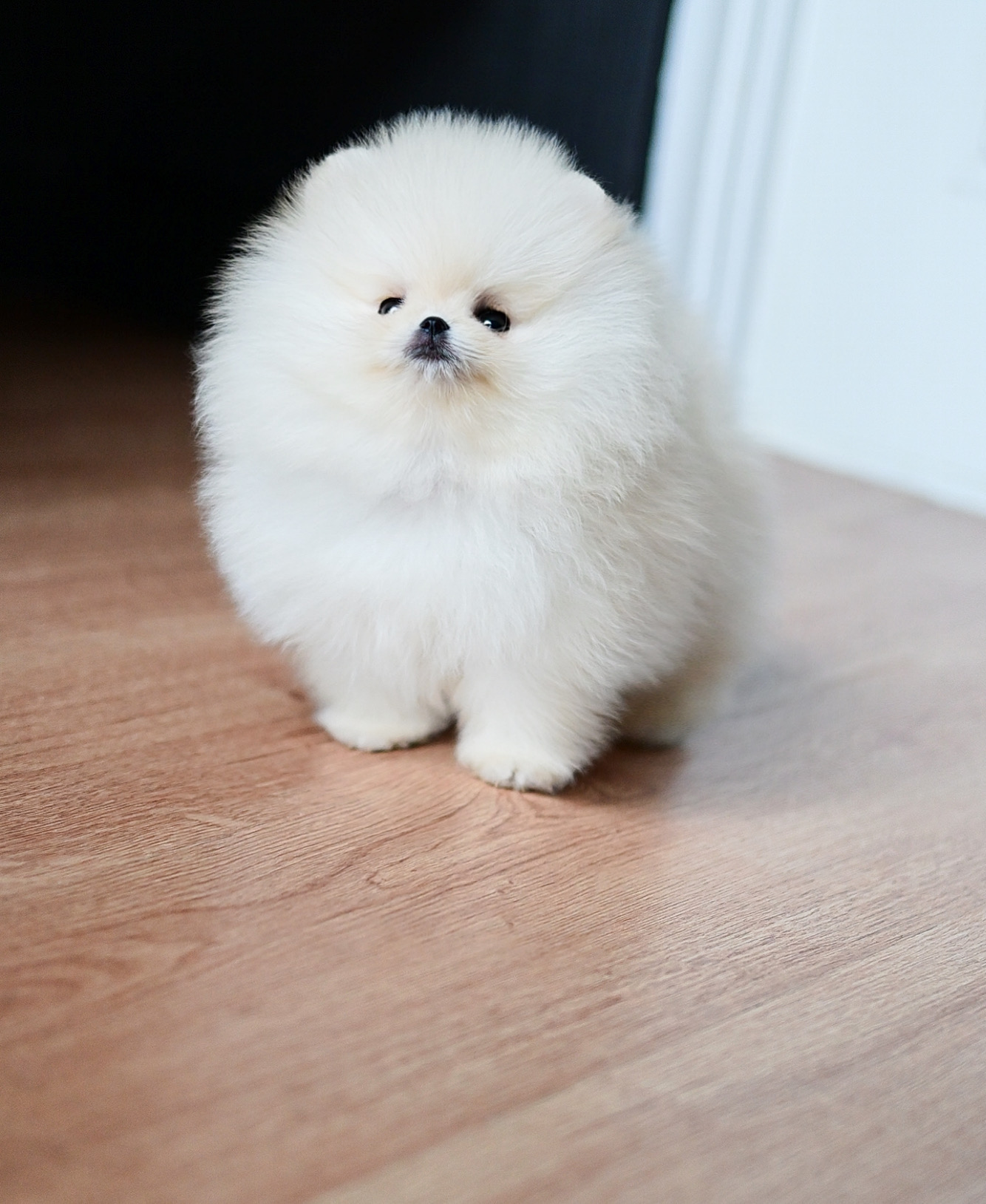 ย้ายบ้านแล้ว ปอมเมอเรเนียน ประกวด เกรดที่ดีที่สุด!! ขนแน่น นุ่ม ฟู ตัวสั้น หน้าสั้น หมีแบ๊วที่ถูกต้อง!!