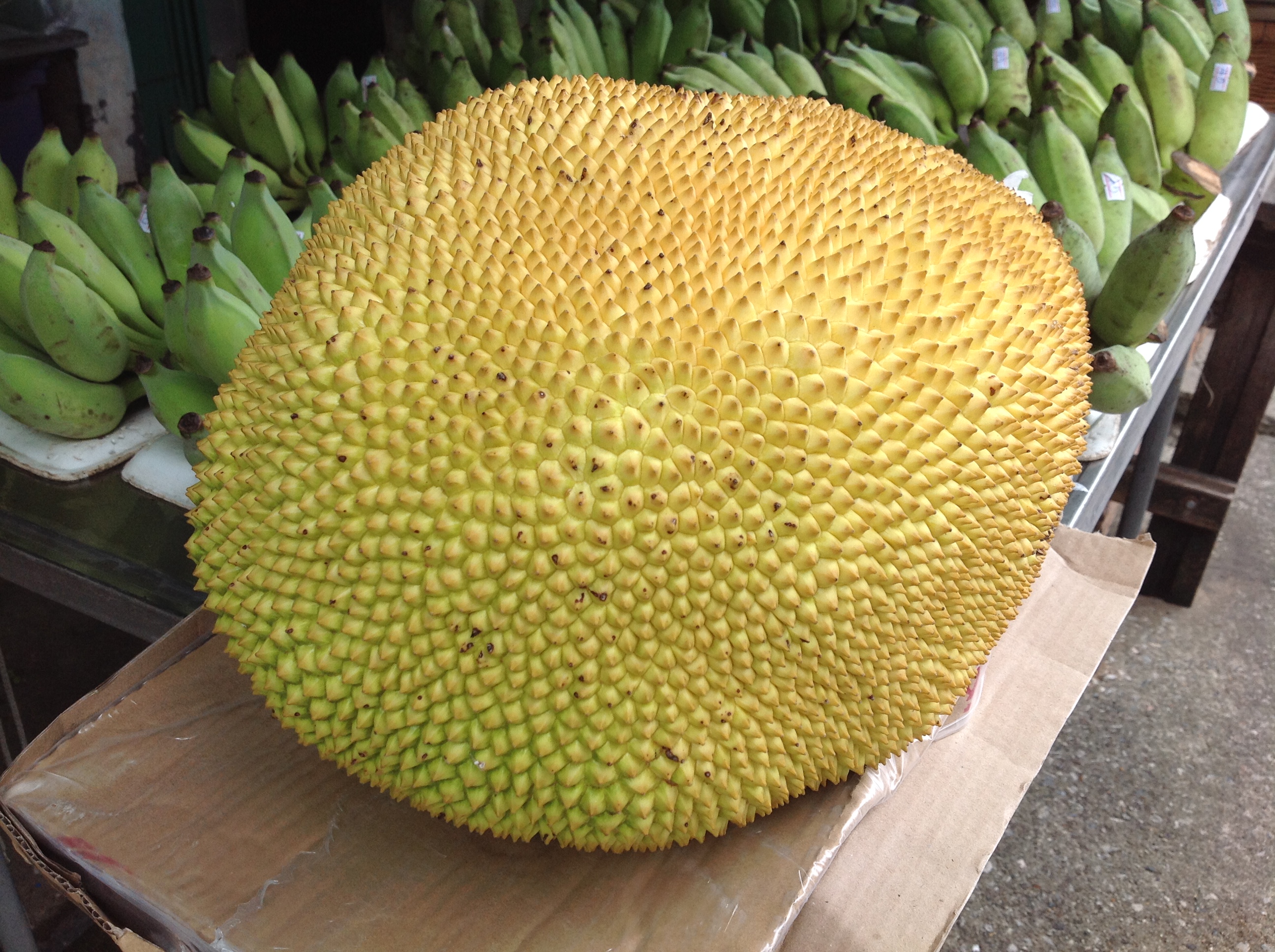 ขนุนทองประเสริฐ (เนื้อหนา)