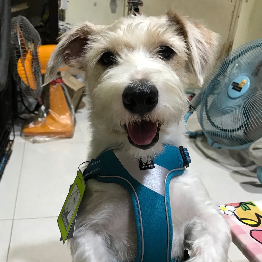 C126 TRUELOVE TH Pet Harness Reflector ปลอกคอรัดอกสุนัขสะท้อนแสง ป้องกันอันตรายจากการกระชาก ฮาเนสสุนัขแบบรัดอก