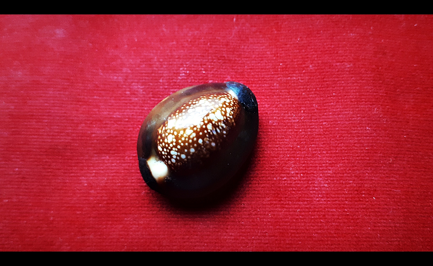 เบี้ยแก้ รุ่นแรก (ตัวเล็ก ด้านหลังอุดยาวาสนาจินดามณีทับแผ่นตะกั่ว จารย์อักขระ ) ปี2563