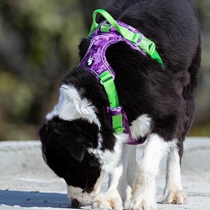 C154 TRUELOVE TH Harness: ปลอกคอรัดอกสุนัข สวย เท่ ดูดี แข็งเเรง ป้องกันอันตรายจากการกระชาก TRUELOVE Pet