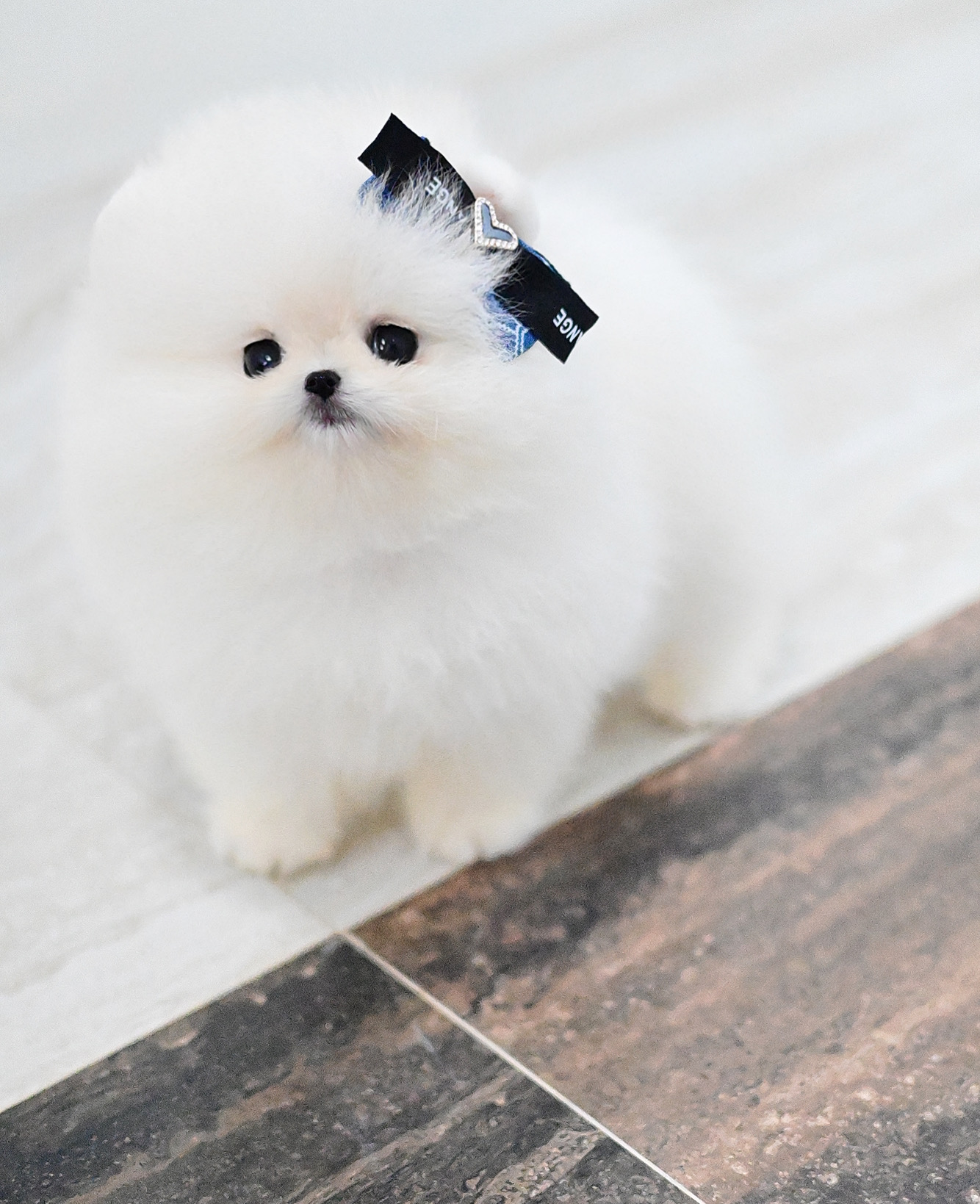 (ย้ายบ้านแล้ว) ปอมปอม ปอมเมอเรเนียน ปอมทีคัพ เกรดสายเลือดนำเข้า! หน้าหวาน ตาแป๋ว ขาหย่ายยยยย ตัวกลม เตี้ย สั้น ป้อม เหมือนตุ๊กตาไขลาน อ้อนเก่ง สุดๆ !