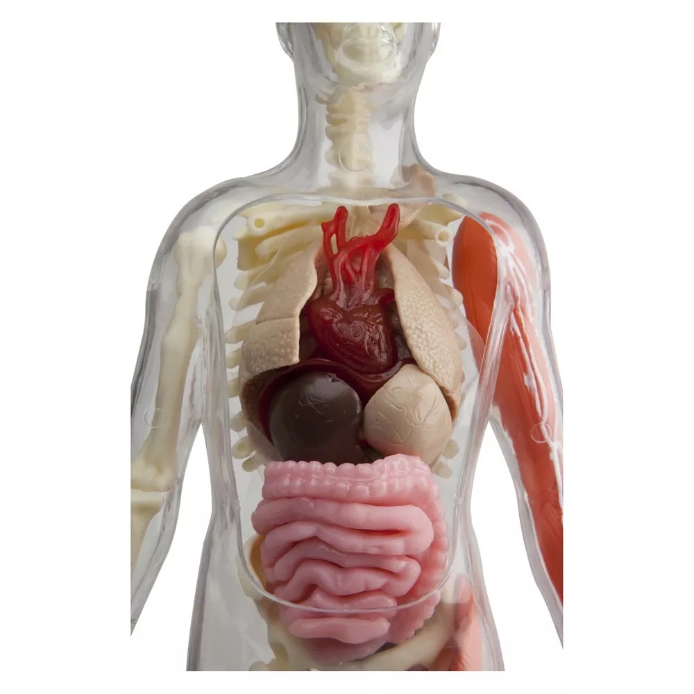 ชุดจำลองกายวิภาคเสมือนจริง SmartLab Squishy Human Body