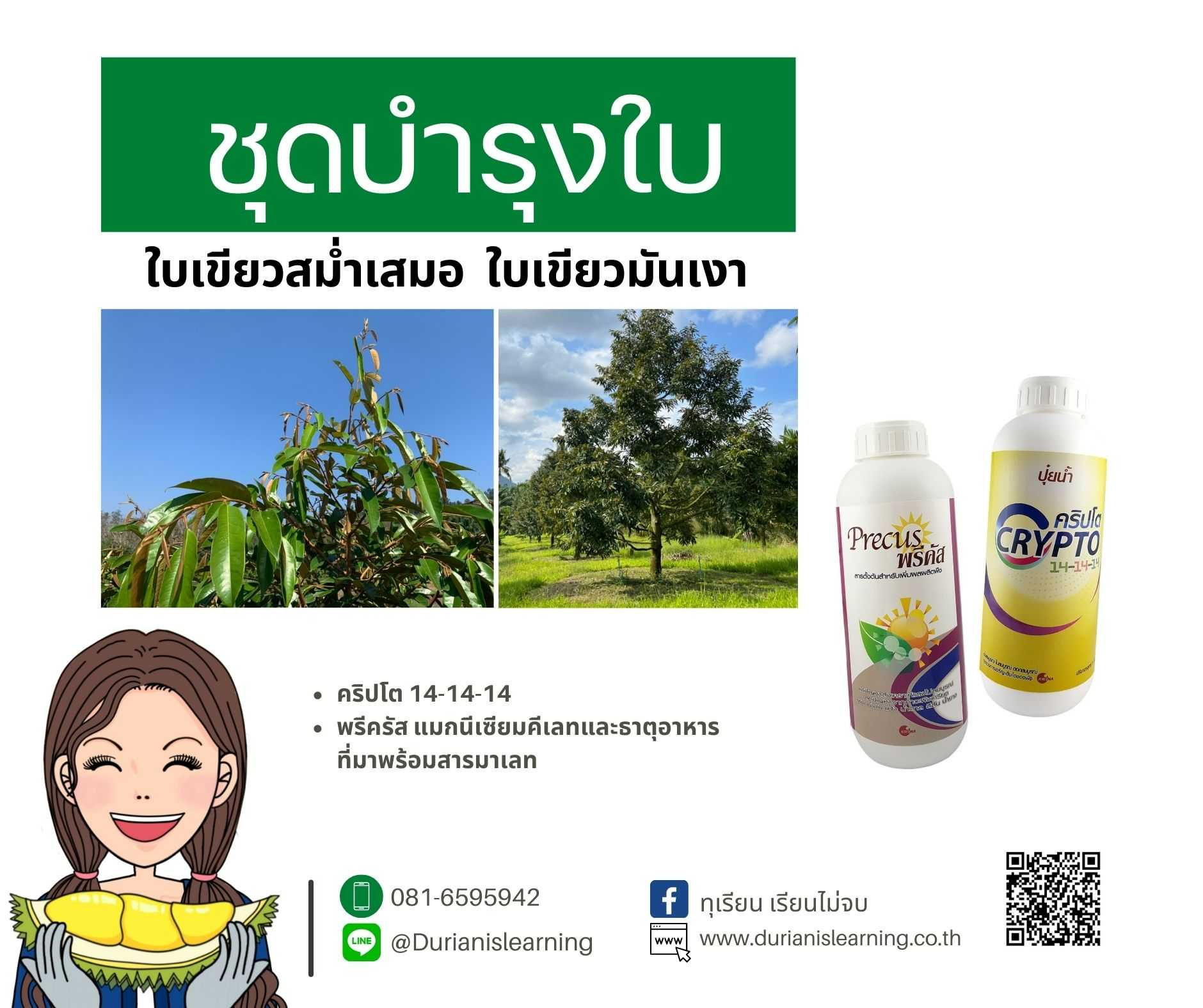 ชุดบำรุงใบ ใบเขียวมันเงาด้วย 14-14-14ปุ๋ยน้ำผสมอะมิโนและพรีคัสแมกนีเซียมคีเลตที่มาพร้อมสารมาเลท
