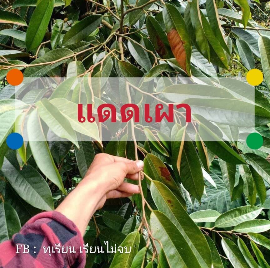 ๊๊UV BLOCK สารเสริมประสิทธิภาพพืช