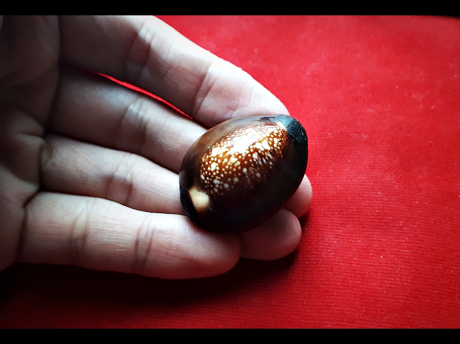 เบี้ยแก้ รุ่นแรก (ตัวเล็ก ด้านหลังอุดยาวาสนาจินดามณีทับแผ่นตะกั่ว จารย์อักขระ ) ปี2563