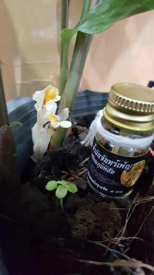 น้ำมันเสน่ห์จันทร์เพ็ญ ปลุกเสกคืนจันทร์เพ็ญ หลวงปู่ณรงค์ วัดมงคลนิมิต