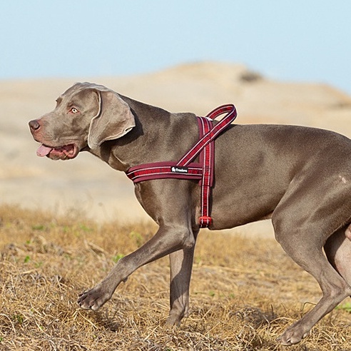 C143 TRUELOVE TH Pet Harness: ปลอกคอรัดอกสุนัข (ใส่ง่ายถอดง่าย) ป้องกันอันตรายจากการกระชาก