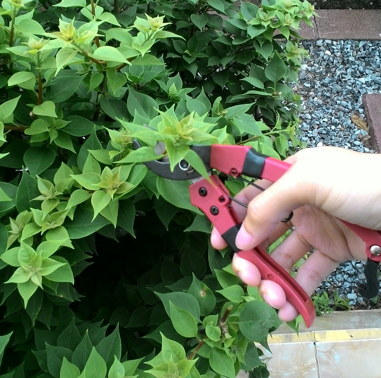 กรรไกรตัดกิ่ง