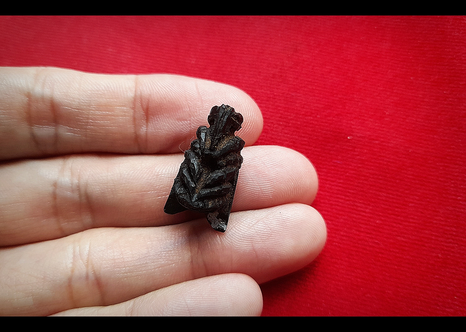 แมลงภู่ (แมงภู่ แมงบู๊) แกะสลัก เนื้อไม้งิ้วดำ (ฝั่งเข็มบรรจุด้วยปรอทป่าแท้) ปี2563