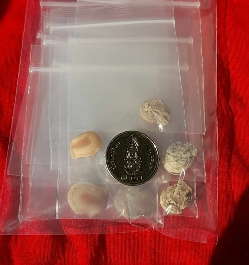 คดงาช้าง(งอกในโพรงงาช้าง) #ของแท้แน่นอน #ผ่านการแช่น้ำมันชาตรีแล้ว (ของทนสิทธิ์) - ของส่วนองค์ หลวงพ่อเล็ก วัดท่าขนุน