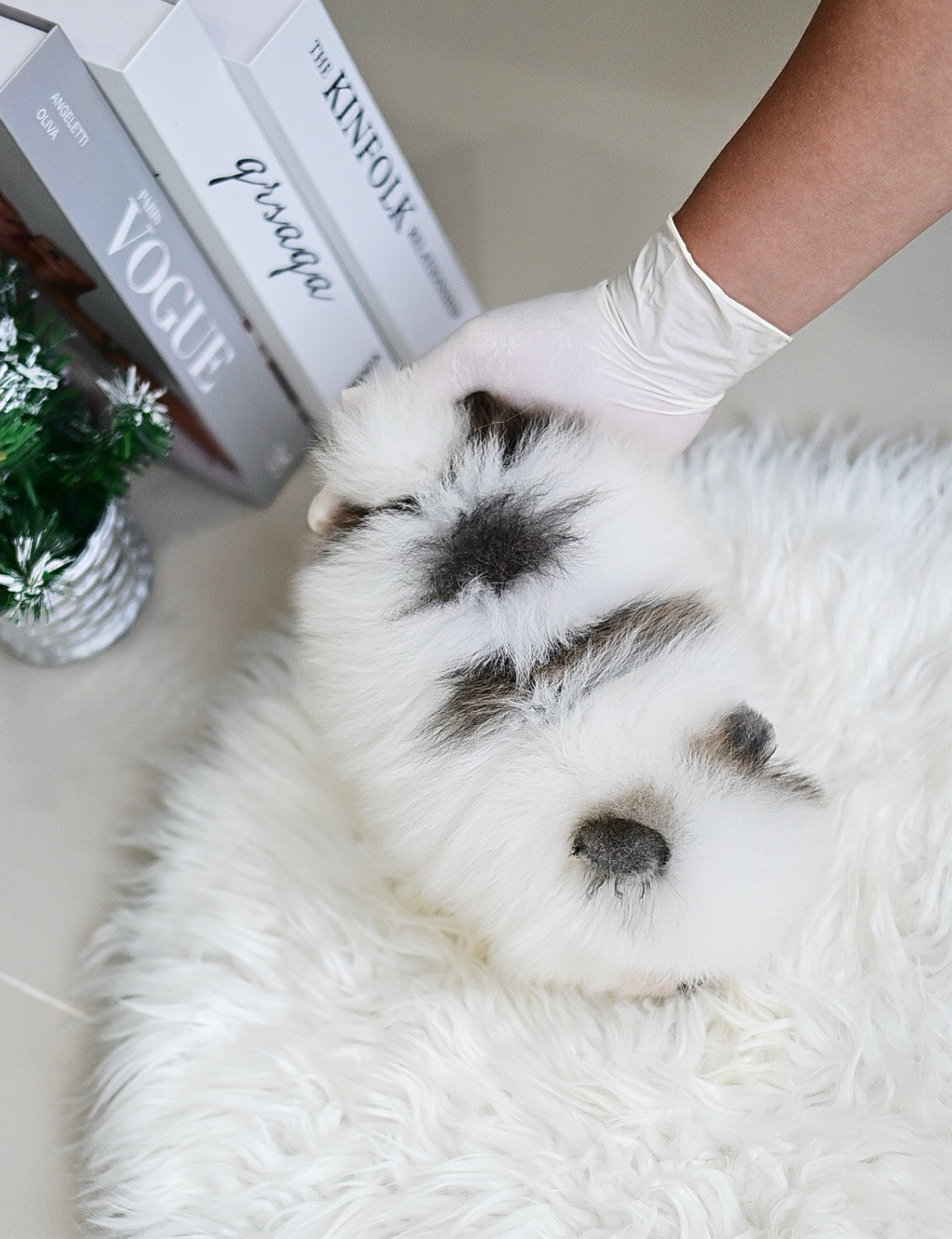 (จองแล้ว)ปอมหน้าหมี ปอมแท้ ปอม เกรดสายเลือดนำเข้า ! ตาแป๋ว สีปาร์ตี้ หน้าบี้แบน ตัวสั้นกลม ขาสั้นปุ๊กปิ๊ก เดินน่าเอ็นดู สุดๆๆ !