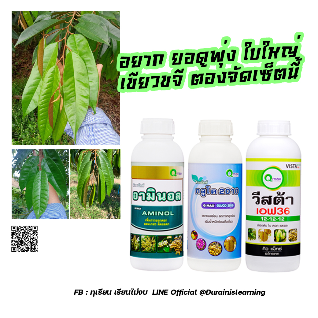 คิวแมกซ์ ชุดบำรุงใบ 3 ขวด