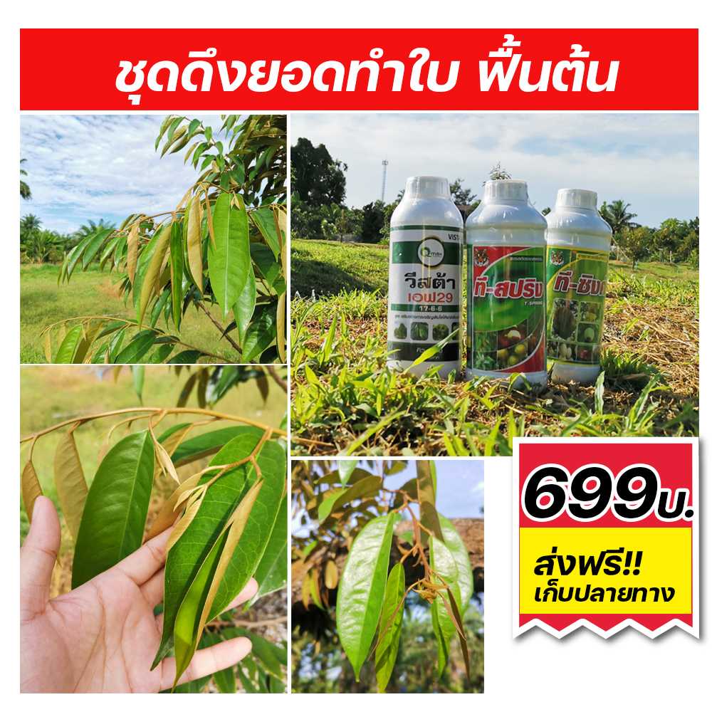 ชุดดึงยอดทำใบ ฟื้นต้น 1ชุด 3 ขวด ผสมน้ำได้1000 ลิตร