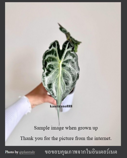 https://cy.lnwfile.com/_/cy/_raw/pp/ec/ak.jpg