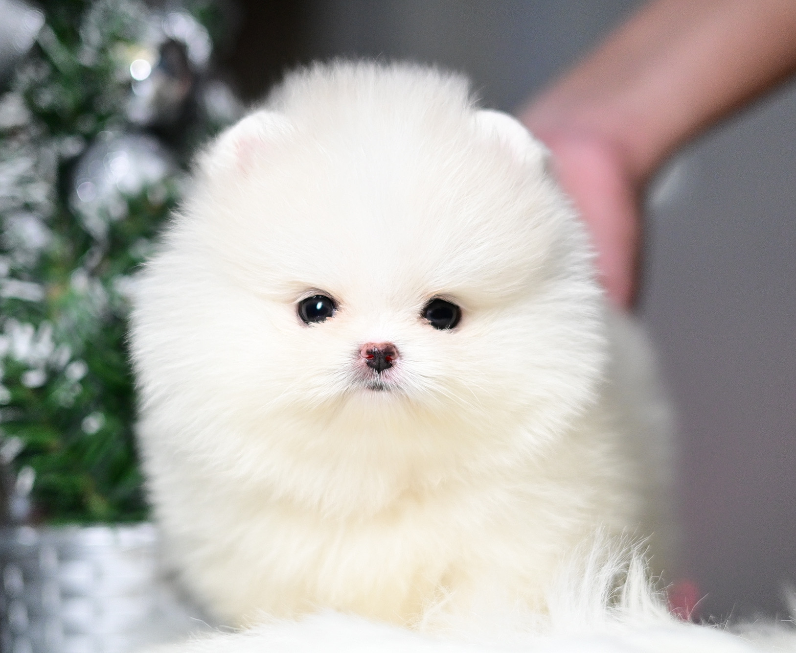 (ย้ายบ้านแล้ว) ปอมหน้าหมี ปอมแท้ ปอมขาว สายเลือดนำเข้า ปากนิด ตมูกหน่อย น่ารัก แบ๊วกรุบ ดีต่อใจสุดๆๆ !!
