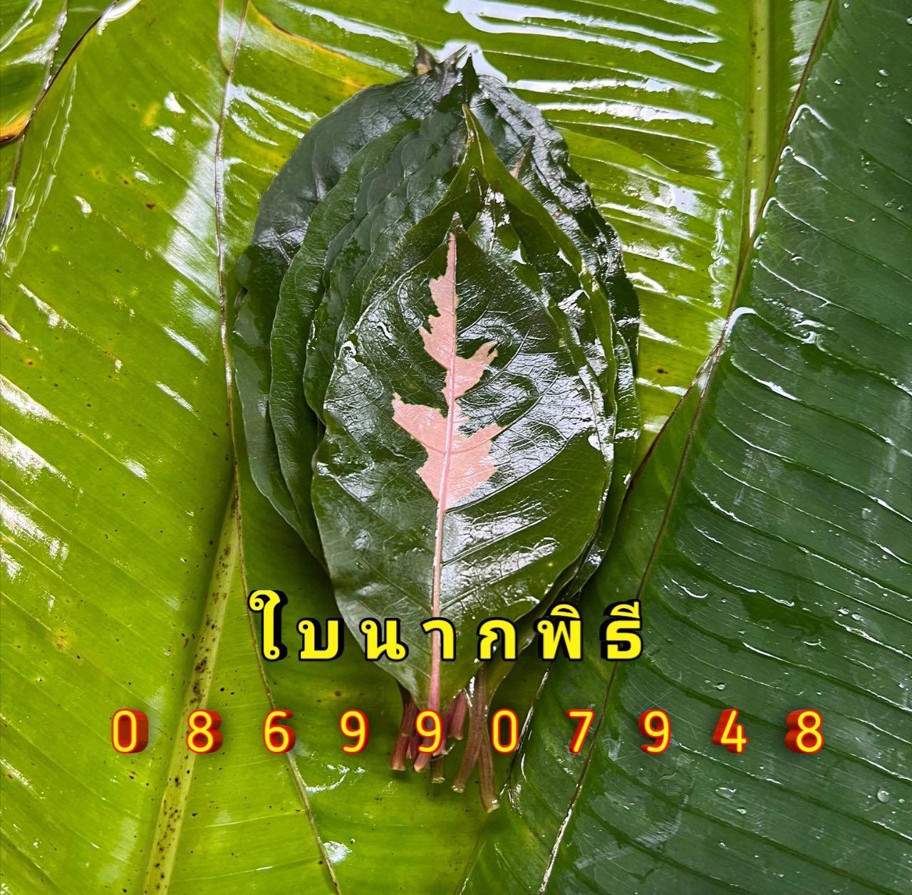 ต้นอ้อยพิธี (บวงสรวง)