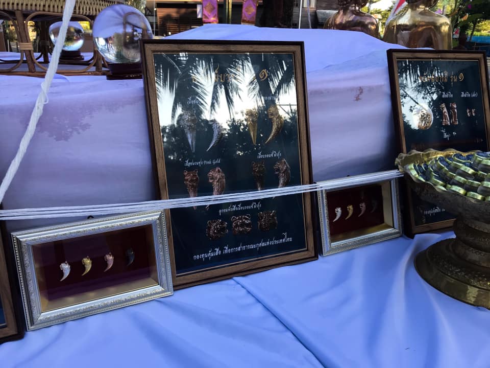 เสือ (ขนาดเล็กจิ๋ว) เนื้อโลหะสำริด (#พิธีพยัคฆ์บารมี #เป็นเมตตาและอำนาจ) พ่อปู่ฤาษีเจ้าสมิงพรายสงเคราะห์ ปี2563 #รับประกันแท้ - ครูบากฤษดา วันสันพระเจ้าแดง(วัดป่ายาง) จ.ลำพูน