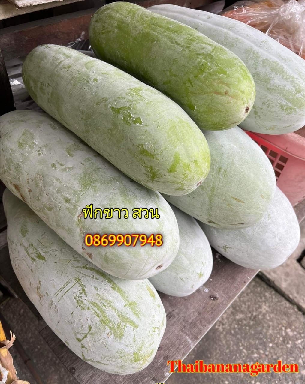 ฟักสด ฟักขาว (ออเเกนิค)