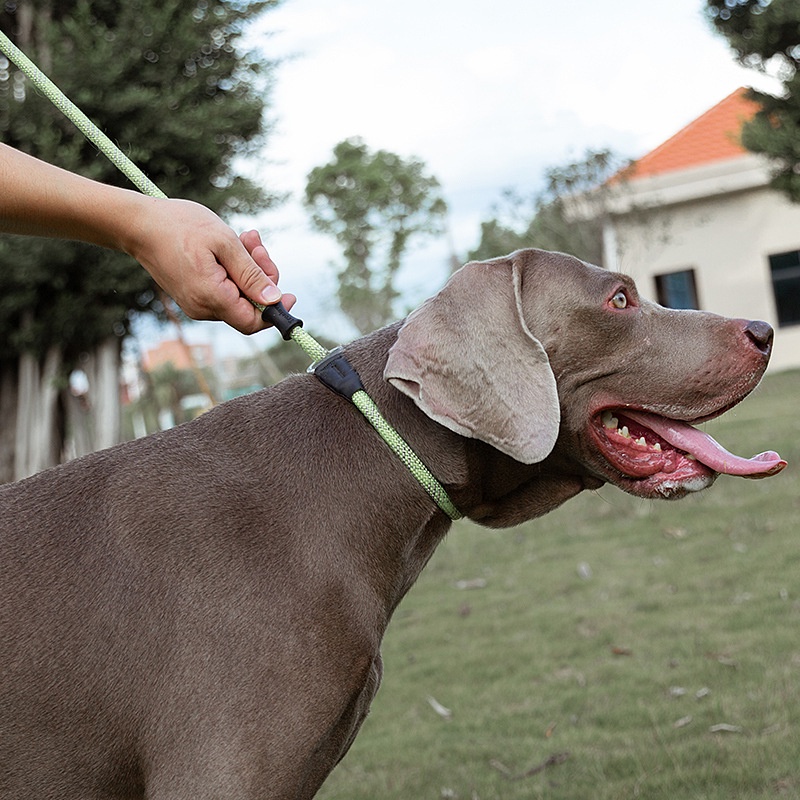 C181 TRUELOVE TH Control Leash สายจูงสุนัข ปลอกคอสำหรับฝึกสุนัขสามารถปรับได้