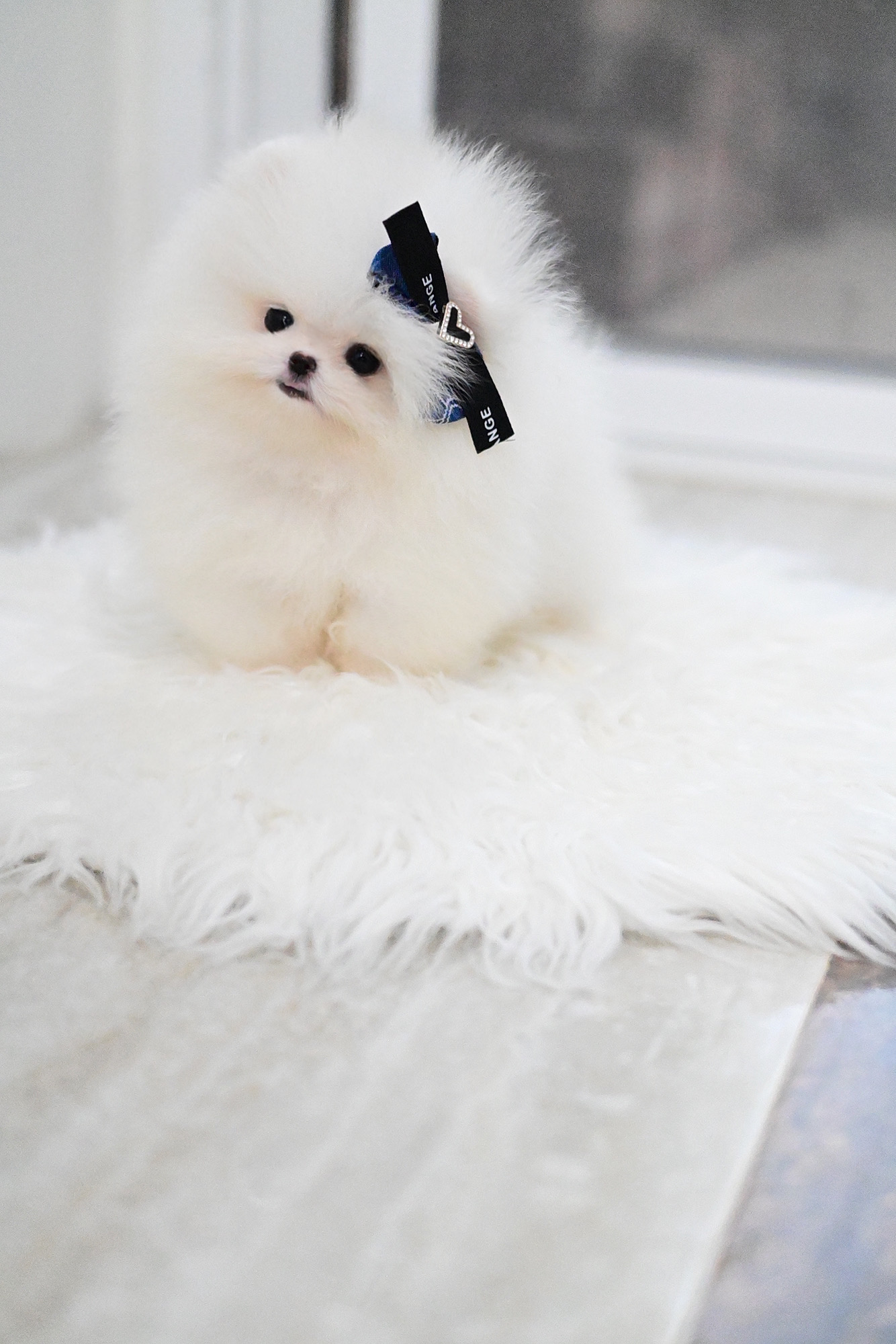 (ย้ายบ้านแล้ว) ปอมหน้าหมี แท้ !! ปอมเมอเรเนียน ปอมทีคัพ ปอมขาว ที่ถูกต้อง !! ตัวสั้นกลม ตาแป๋ว หน้าหวาน ไร้ดั้ง ขนแน่น นุ่ม ฟู ขาสั้น ปุ๊กปิ๊ก เลี้ยงง่าย ฉลาด ร่าเริง แสนรู้ สุดๆ !