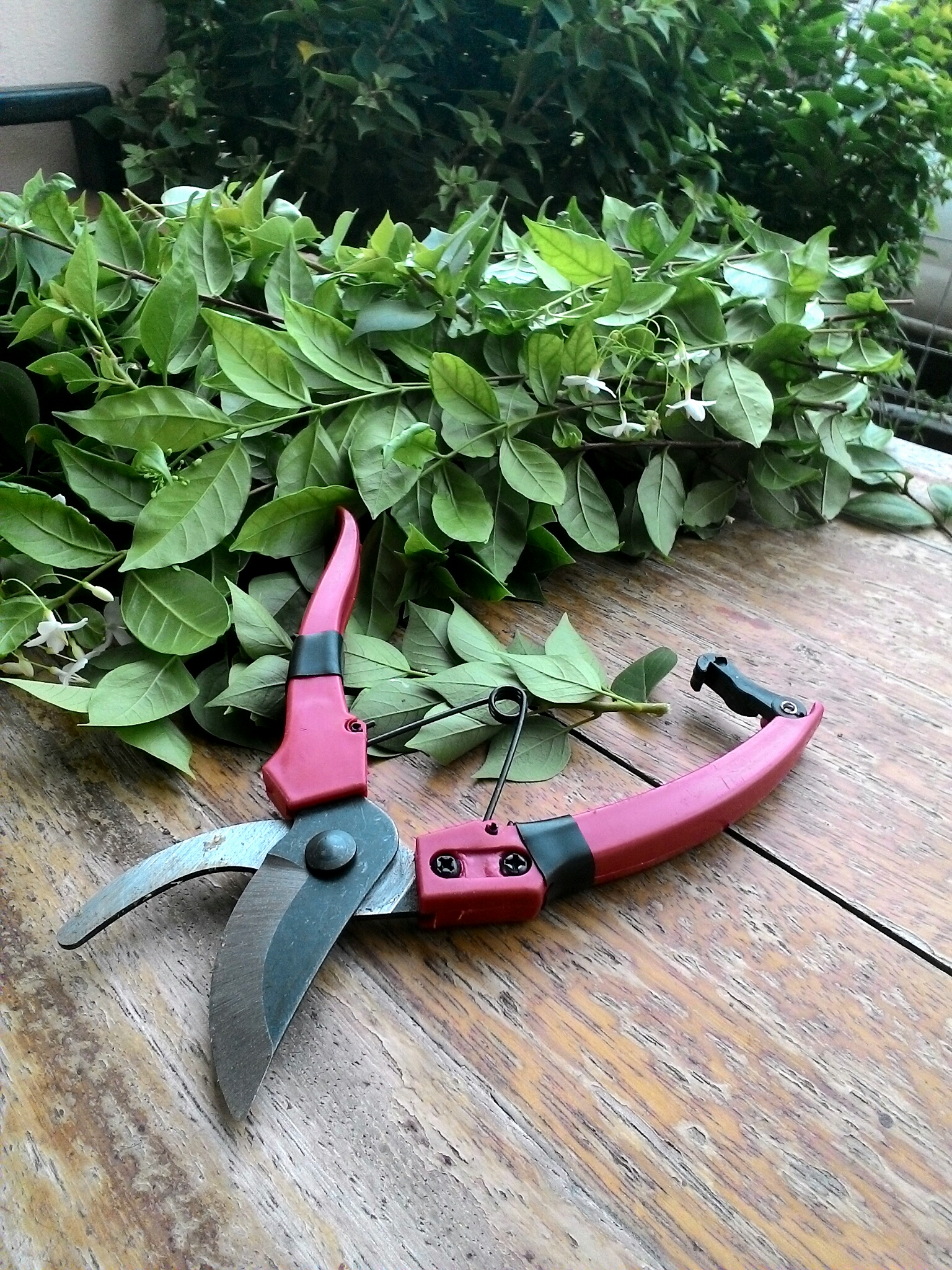 กรรไกรตัดกิ่ง