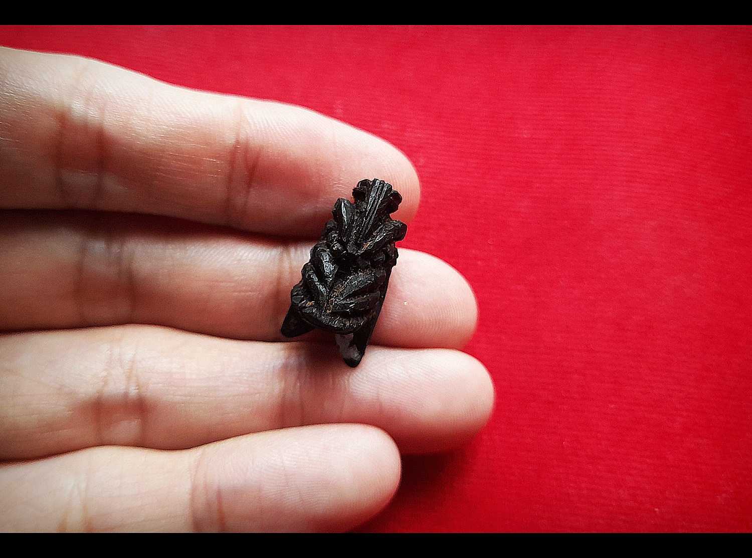 แมลงภู่ (แมงภู่ แมงบู๊) แกะสลัก เนื้อไม้งิ้วดำ (ฝั่งเข็มบรรจุด้วยปรอทป่าแท้) ปี2563