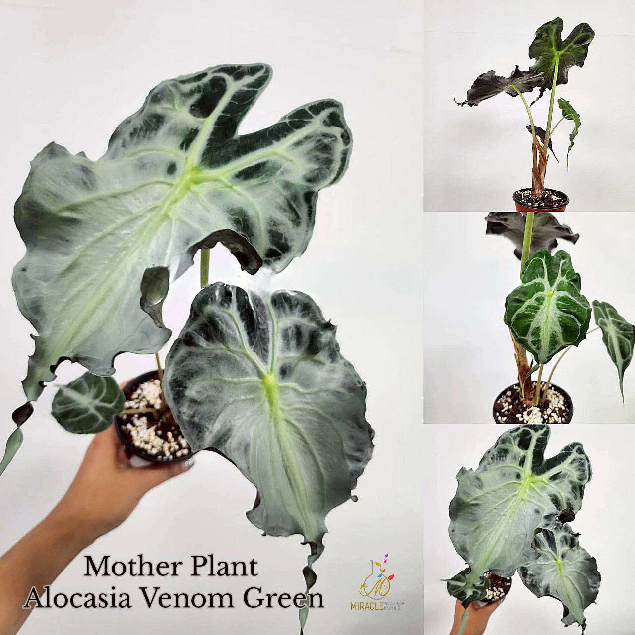 ALOCASIA VENOM / อโลคาเซีย เวนอม (ไม้เนื้อเยื่อ)
