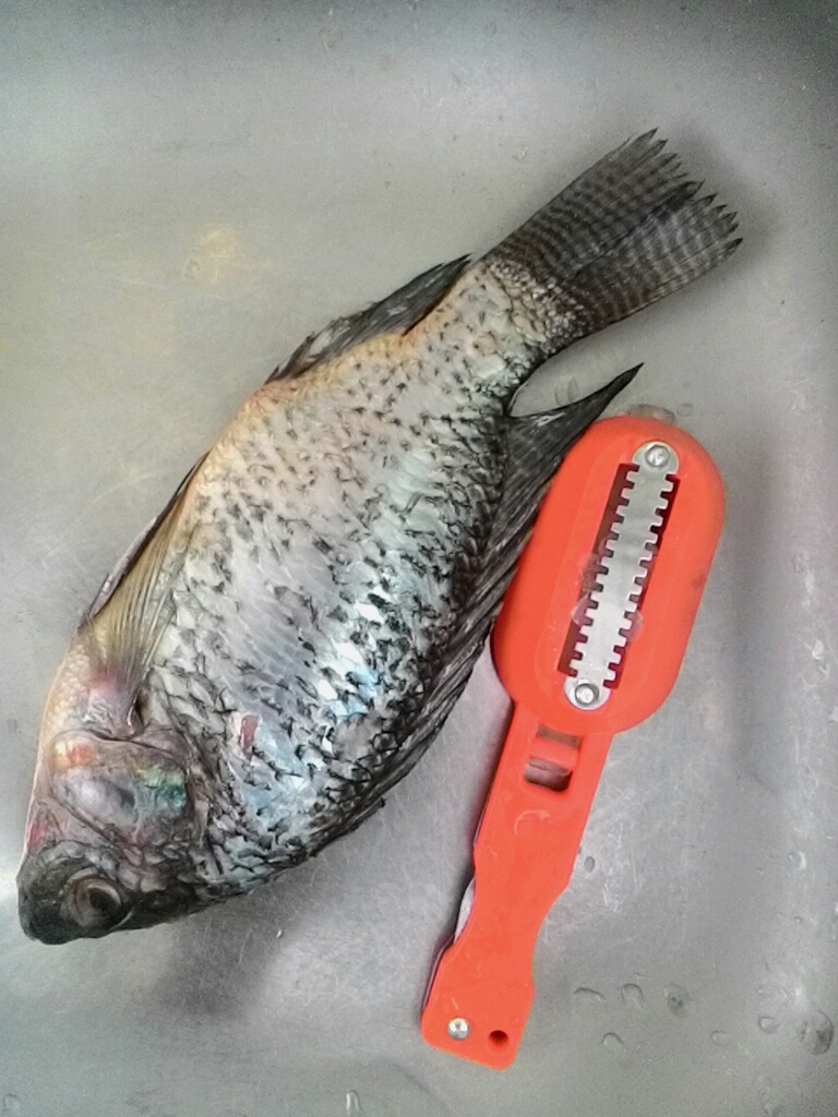 ที่ขอดเกล็ดปลา