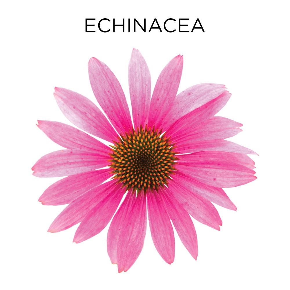 วิตามินบรรเทาอาการหวัดและลดน้ำมูกสำหรับเด็ก Similasan Kids Cold & Mucus Relief Plus Echinacea