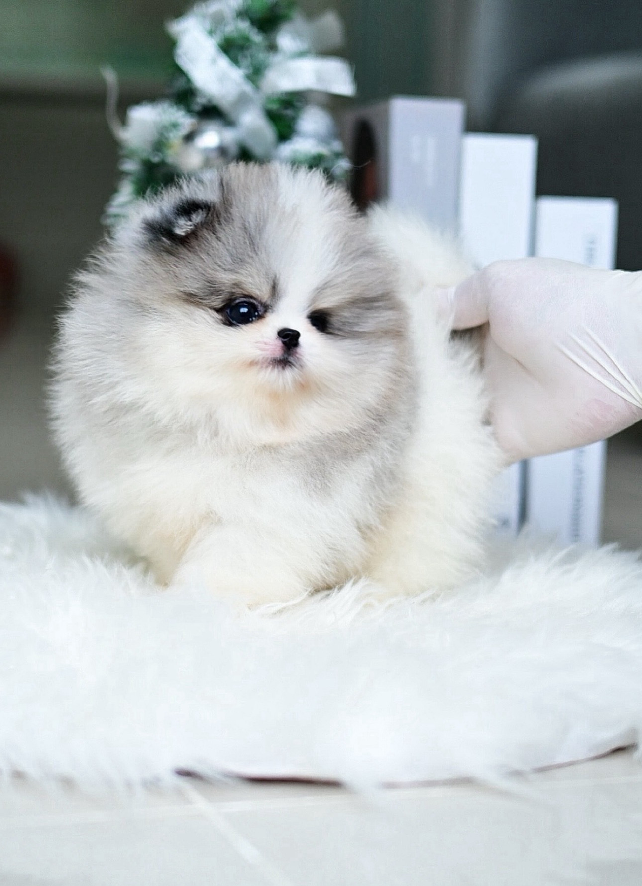 (ย้ายบ้านแล้ว) ปอมหน้าหมี ปอมปอม ปอมแท้ เกรดสายเลือดแชมป์ สีที่ทำยาก และ หายากที่สุด! สี TRI BLUE MERLE ตากลมโต ขนแน่น สีขน สลับลายหินอ่อน คือ ใช่เลย !