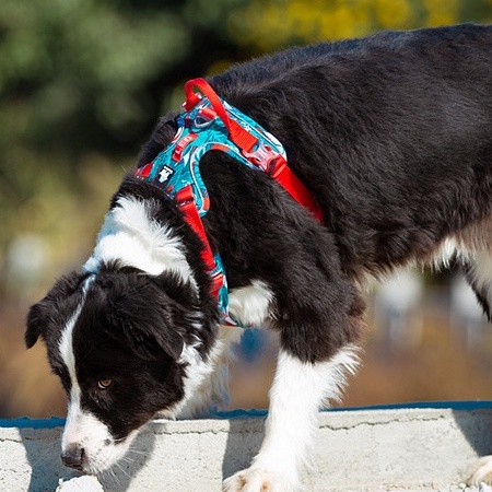C154 TRUELOVE TH Harness: ปลอกคอรัดอกสุนัข สวย เท่ ดูดี แข็งเเรง ป้องกันอันตรายจากการกระชาก TRUELOVE Pet