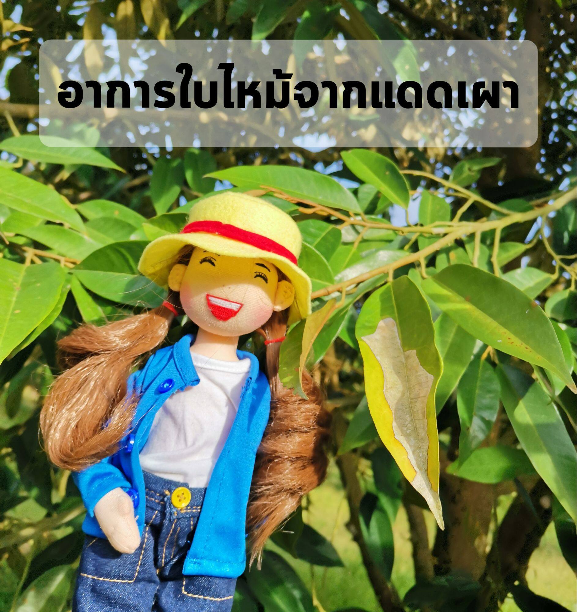 ชุดป้องกันบรรเทาอาการใบไหม้ ขนาด 1000 มล. 2 ขวด