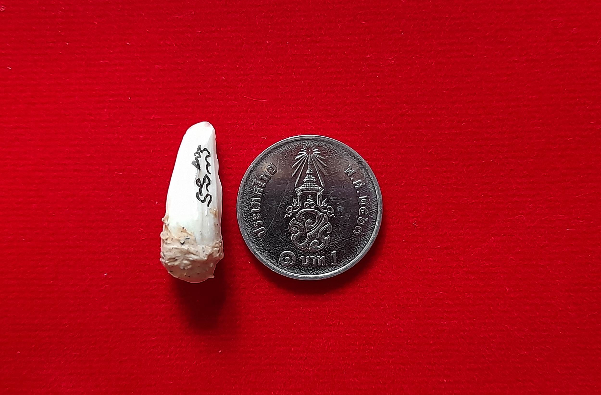 เขี้ยวจรเข้ พญากุมภีโพธิสัตว์(พญาจระเข้โพธิสัตว์) (จารยันต์ บรรจุมวลสาร) ปี2563 #รับประกันแท้ - พระอาจารย์เอราวัณ