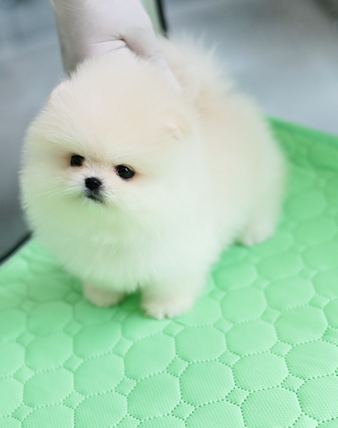 (ย้ายบ้านแล้ว) ปอมหน้าหมี ปอมแท้ สีขาวครีม ขาวนวล !! เกรดที่เหมือนตุ๊กตา สุดดดดดด!! ตัวจิ๋ว พกพาง่าย ขาสั้น กลม ตาแป๋ววววว หน้าสั้น !