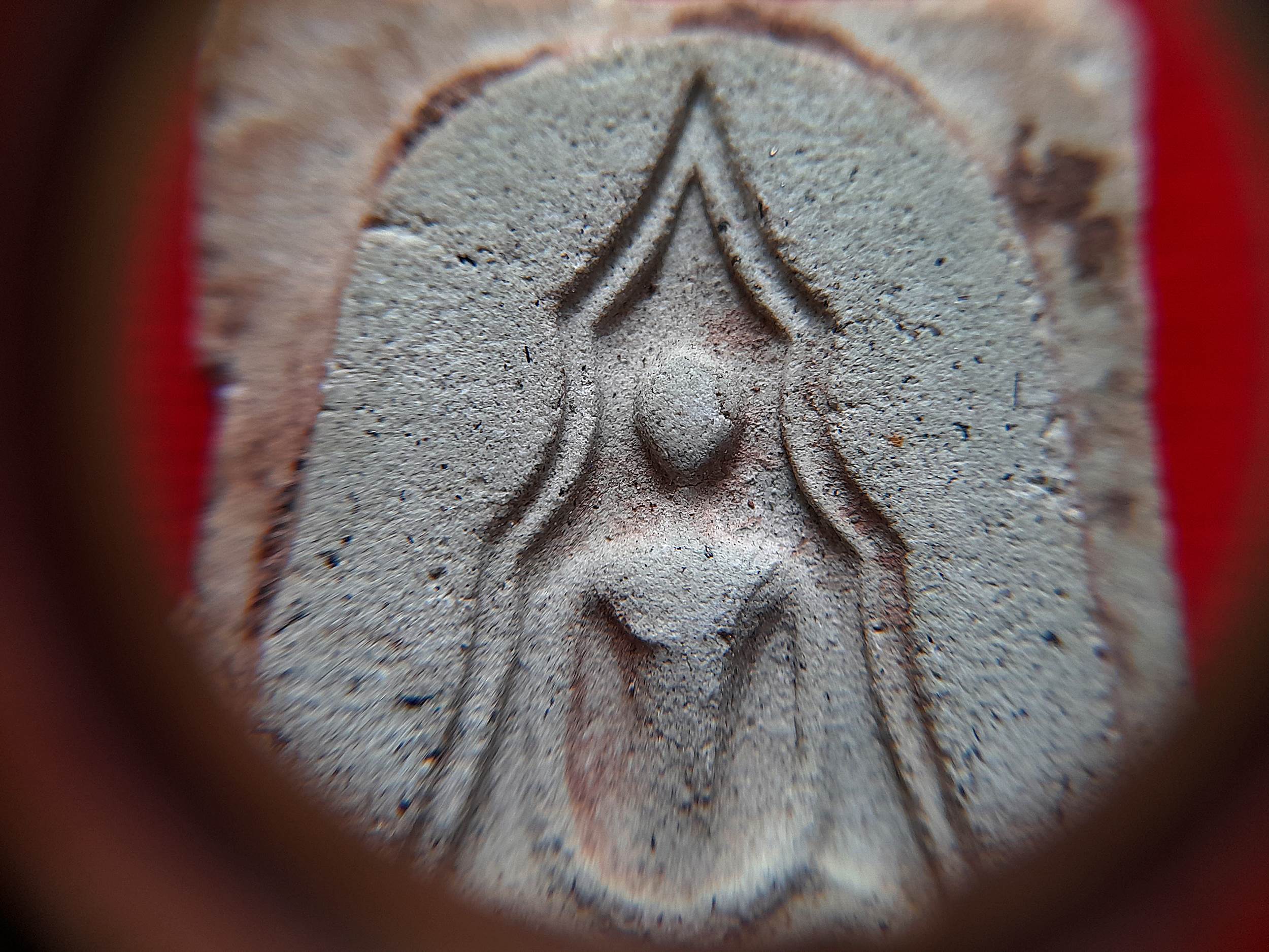 พระแหวกม่าน หลังยันต์นะพรชัย (มีเส้นผมเกศา) รุ่น2 ปี2525 (ชุดพระเครื่องที่บรรจุไห) #รับประกันแท้และทันยุค - หลวงพ่อยงยุทธ วัดเขาไม้แดง จ.ชลบุรี