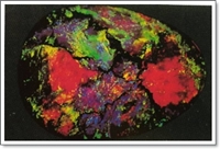 โอปอดำ (Black opal) 