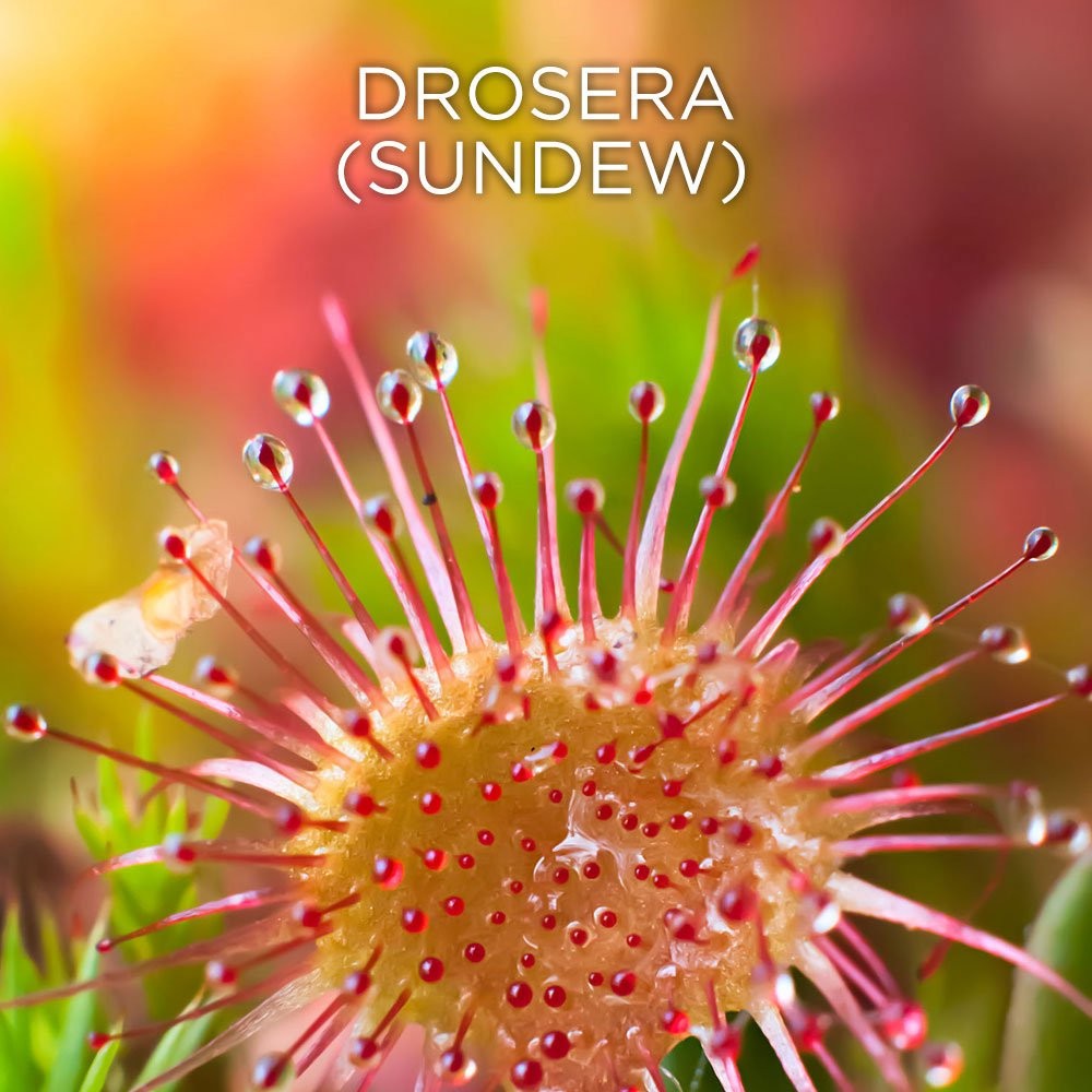 วิตามินบรรเทาอาการหวัดและลดน้ำมูกสำหรับเด็ก Similasan Kids Cold & Mucus Relief Plus Echinacea