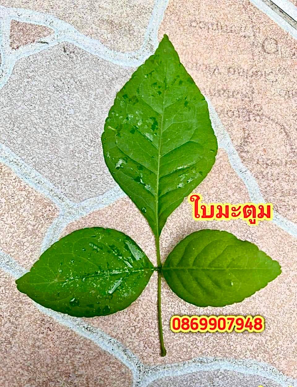 ใบมะตูุม