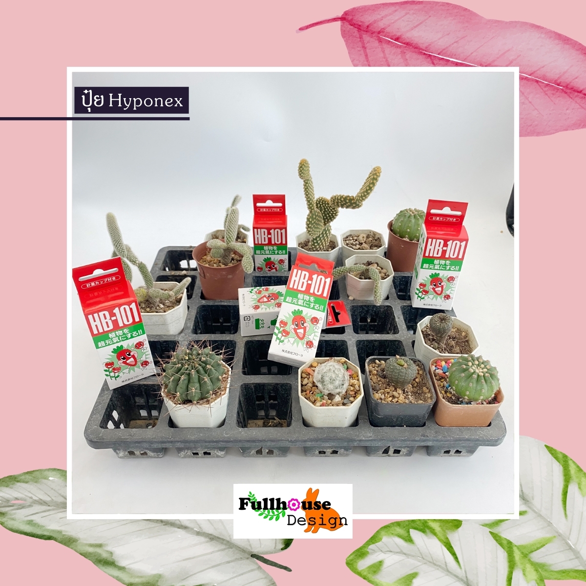 ปุ๋ยน้ำHB-101 อาหารเสริมพืช 15CC. วิตมินพืช สารสกัดชีวภาพ สูตรลับจากธรรมชาติ นำเข้าจากประเทศญี่ปุ่นของแท้ 100%