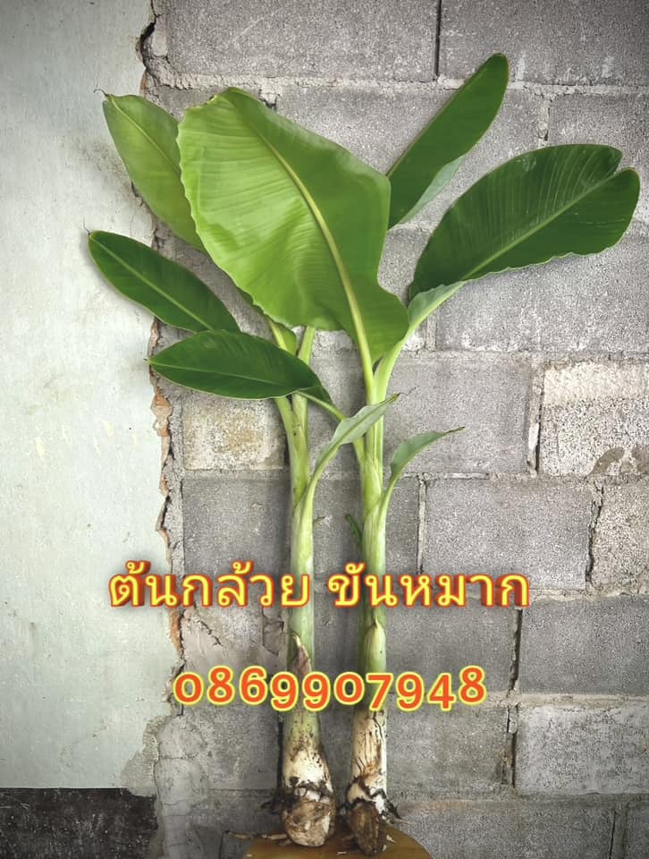 ต้นอ้อยพิธี (บวงสรวง)