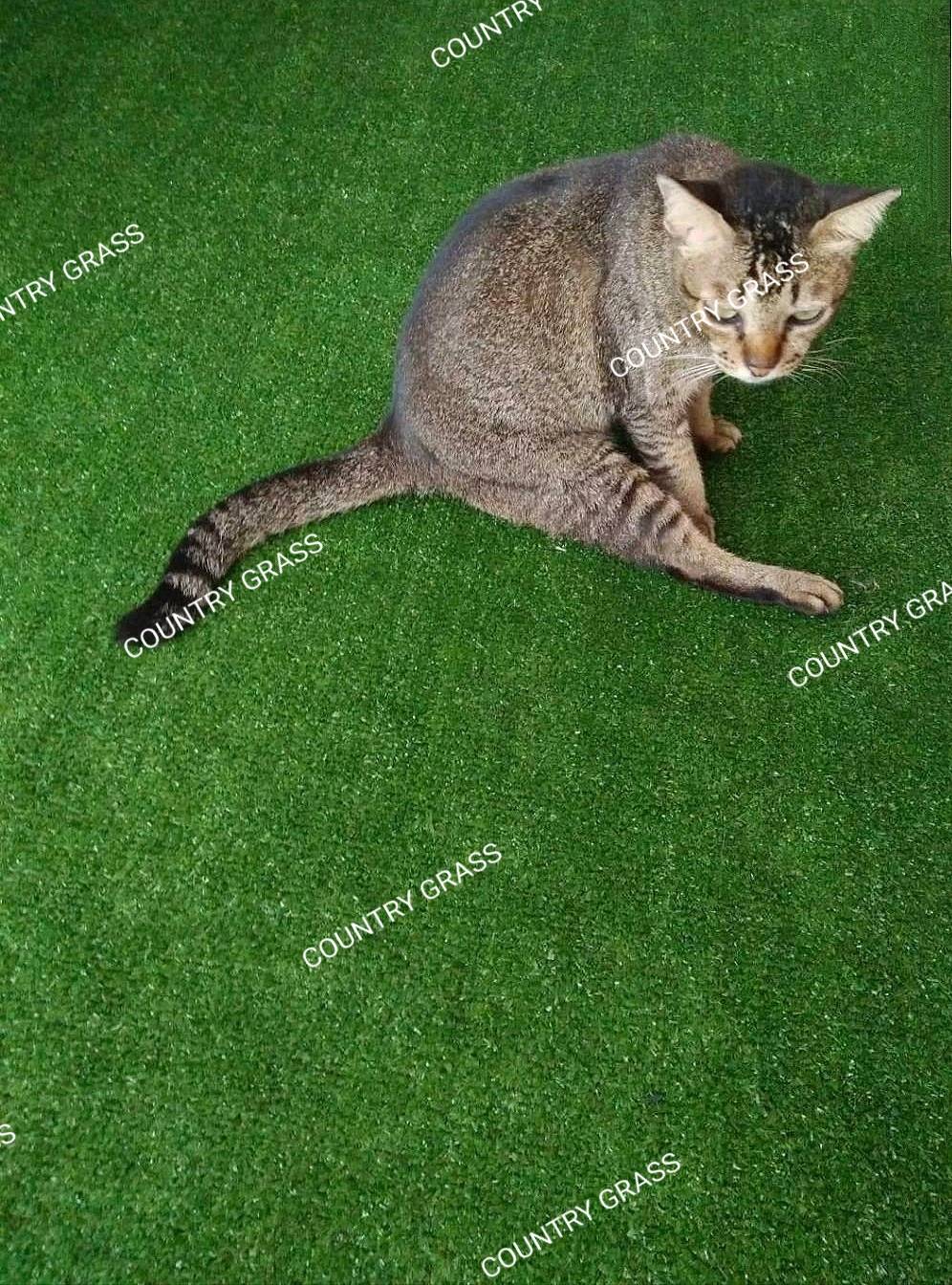 หญ้าเทียม รุ่นพรมสั้น 0.7 ซม. Urbano grass แต่งพื้น ปูพื้น หย่าแต่งสวน แต่งคอนโด สำหรับแต่งบ้าน