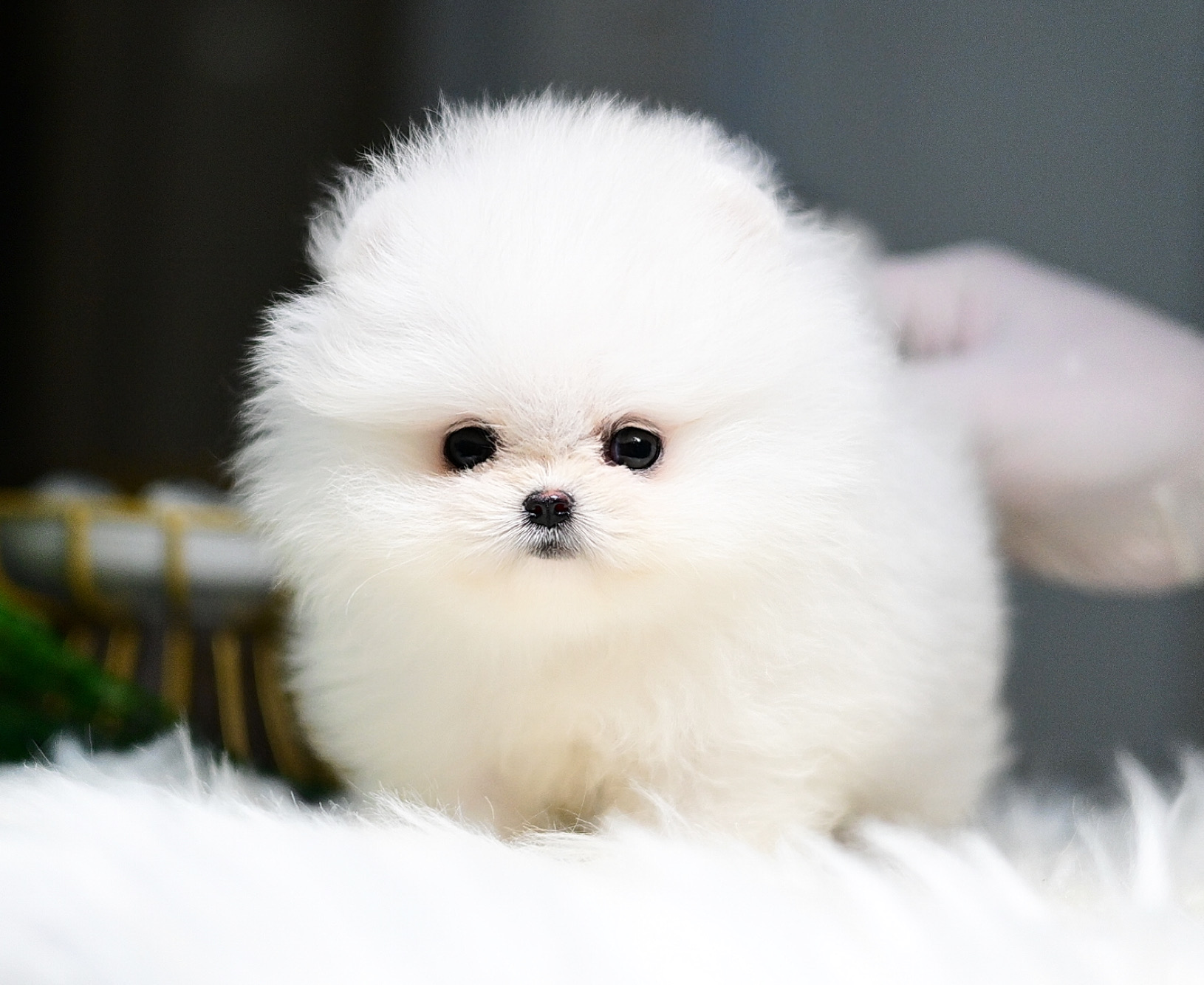 (ย้ายบ้านแล้ว) ปอมหน้าหมี ปอมแท้ ปอมขาว สายเลือดนำเข้า ปากนิด ตมูกหน่อย น่ากอด ตากลมป็อก หวานเยิ้ฟๆๆ เบยคร่าา !!