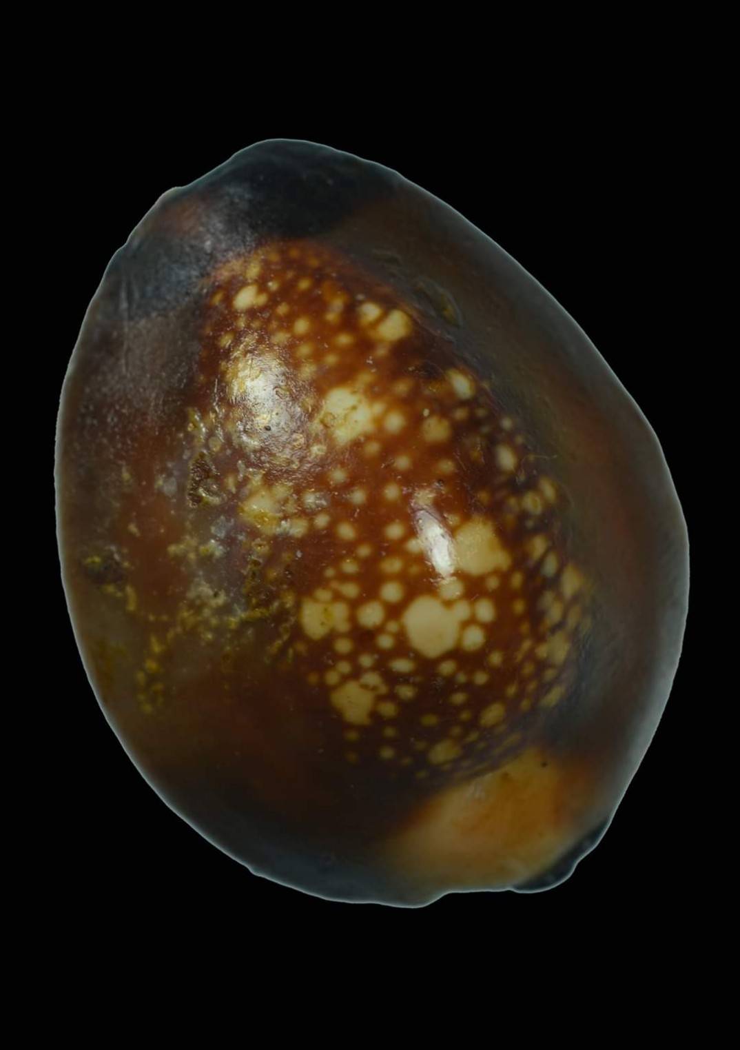 เบี้ยแก้(ด้านในตัวเบี้ยใสปรอทป่า อุดด้วยชันณงค์) - พ่อท่านเขียว(หลวงพ่อเขียว) วัดห้วยเงาะ