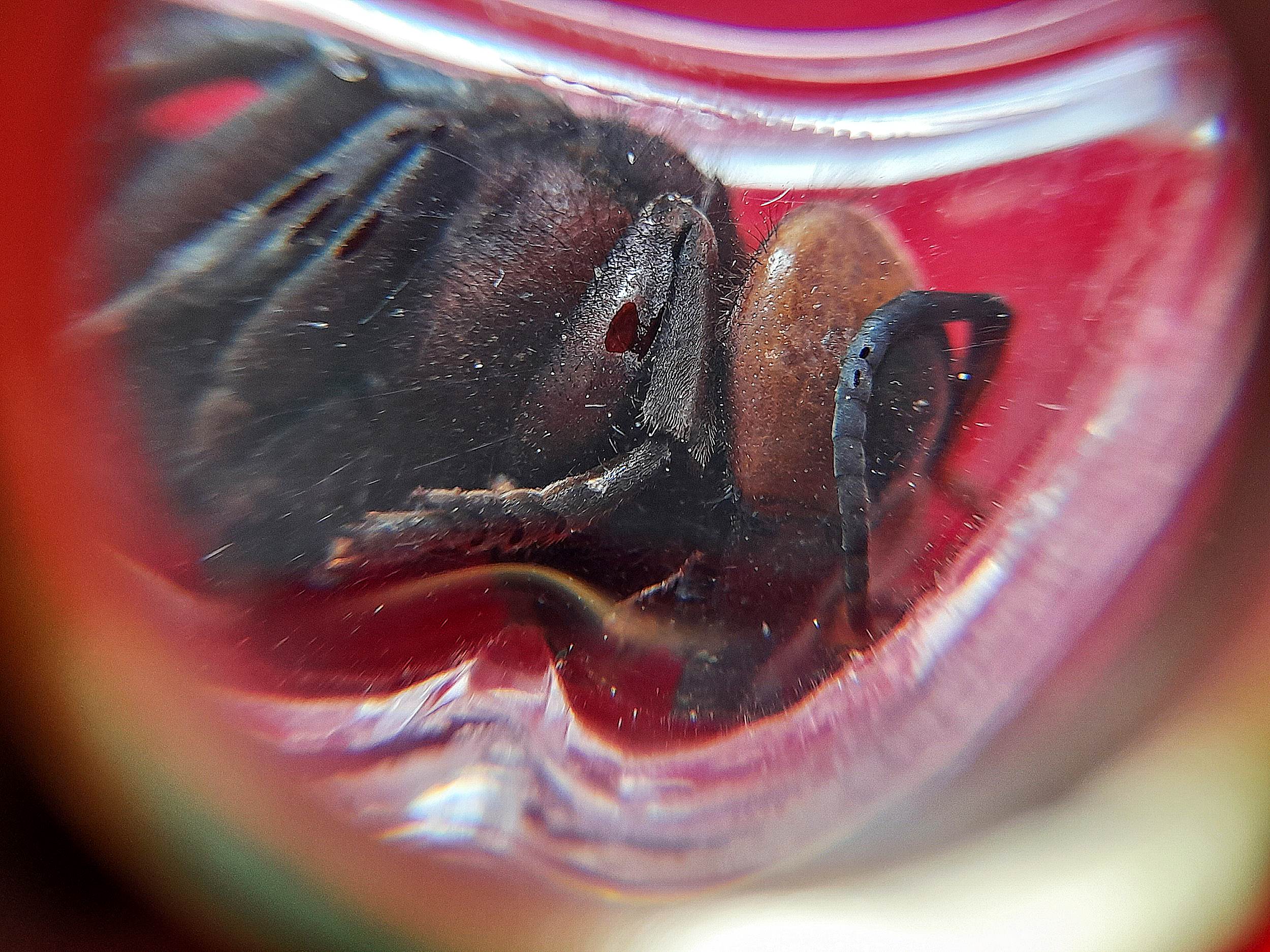 พญาต่อเงินต่อทอง (ใช้ ตัวต่อจริงที่ตายแล้ว) + ตะกรุดเรียกเงินเรียกทอง + เม็ดธาตุกายสิทธิ์เหล็กไหลเงินคำ ปี2560 (อานุภาพ เรียกเงิน โชคลาภ ค้าขาย เจรจา) #รับประกันแท้ - พระครูบาเหนือชัย (พระขี่ม้า)