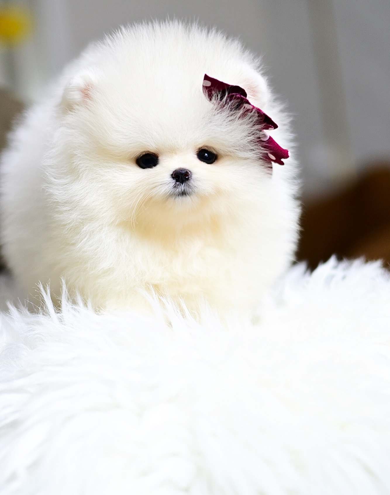 (ย้ายบ้านแล้ว) ปอมหน้าหมี ปอมนำเข้า ปอมขาว สายแบ๊ว ตาแป๋ว เปร่งประกาย ขนแน่น นุ่ม ฟู ตัวจิ๋ว พกพาสะดวก ฉลาก แสนรู้สุดๆๆ